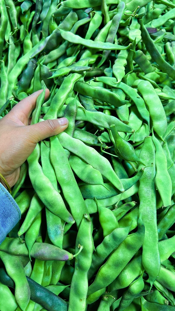 东北紫花油豆5斤装（大小都有）