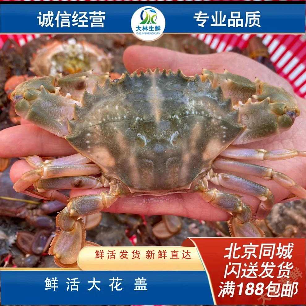 保鲜野生花盖蟹（4-11只/斤）非活蟹 介意勿拍 斤数可选