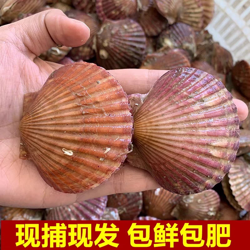 【主播力荐】鲜活小红贝当天捕捞，5斤10斤可选