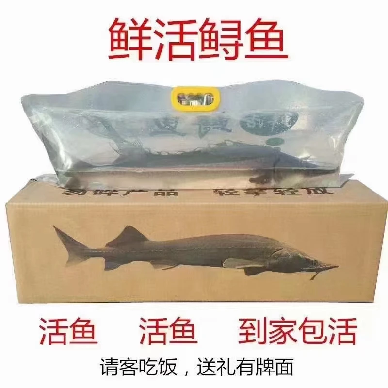 鲜活鲟鱼礼盒  打氧发货    鲜活到家  可选规格