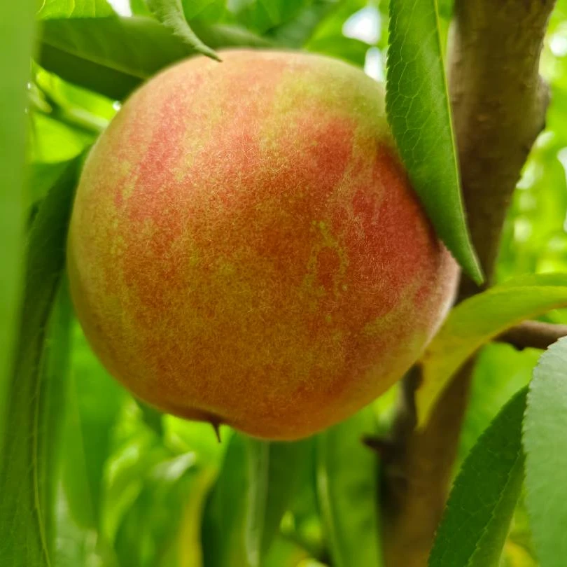 【顺丰包邮】水蜜桃新鲜现摘整箱5斤水蜜桃鲜甜多汁当季应季水果