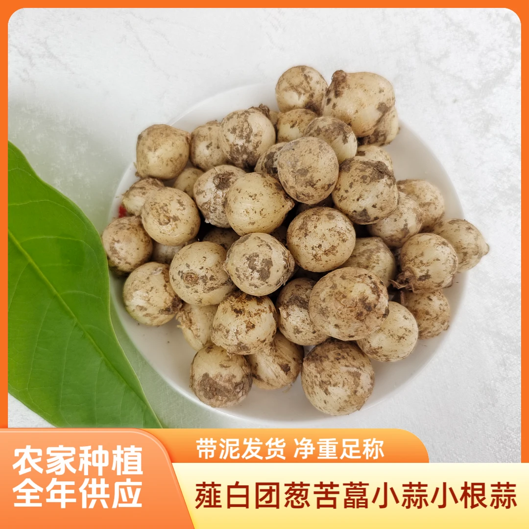 四川野蒜野葱头薤白山葱新鲜苦藠团葱小蒜小根蒜带泥泡炒炖汤蘸酱