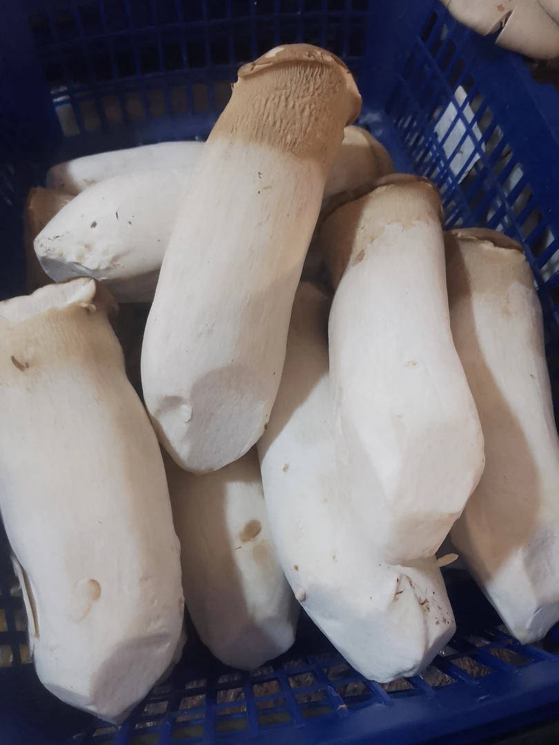 杏鲍菇约140g