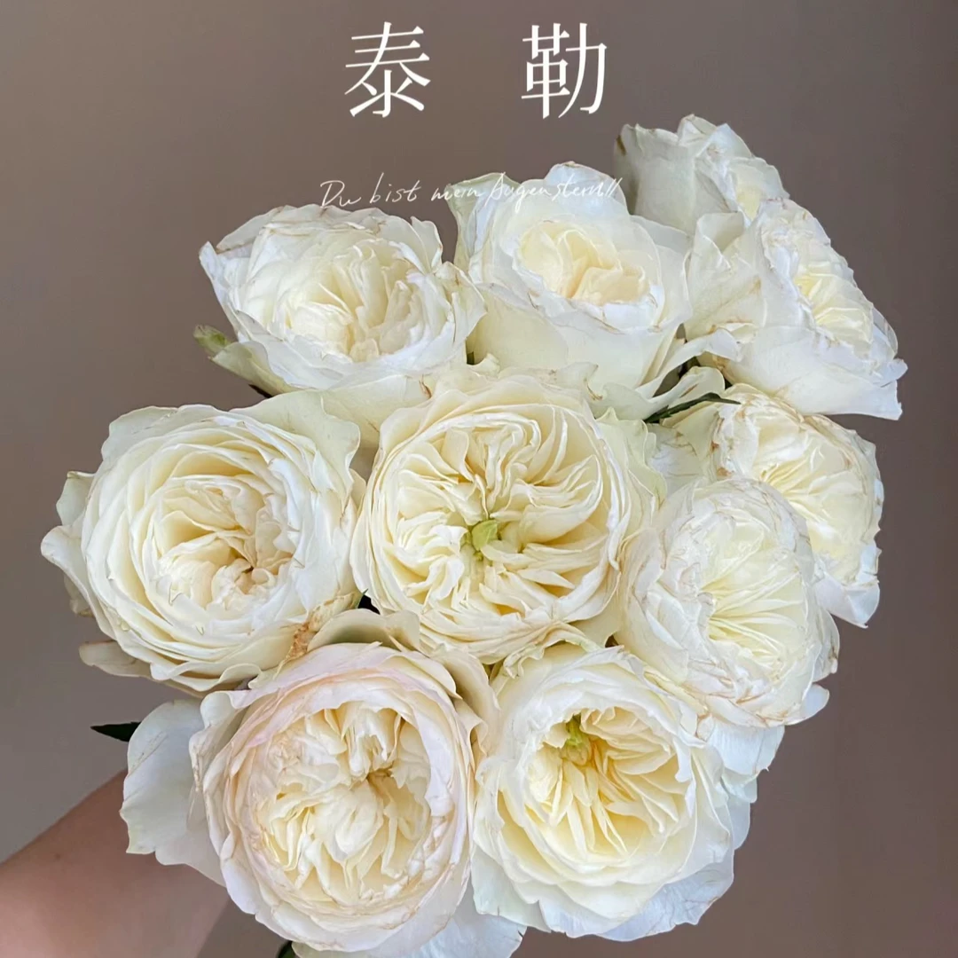 20枝【泰勒】玫瑰 奥斯丁花型 国产玫瑰 单头发货鲜切花