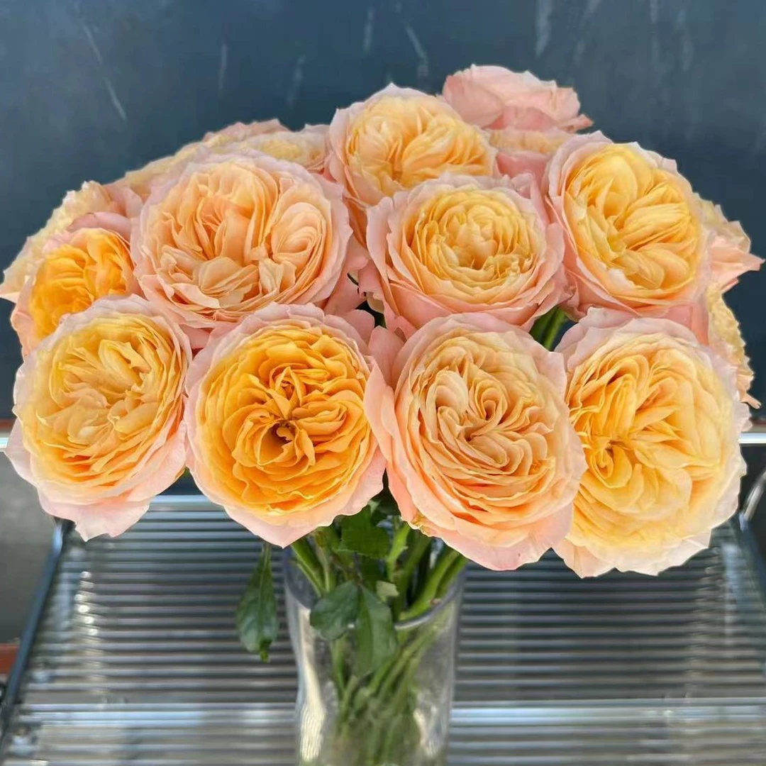 20枝【入梦玫瑰】奥斯丁暖洋洋橘色玫瑰 云南鲜花基地直发鲜切花