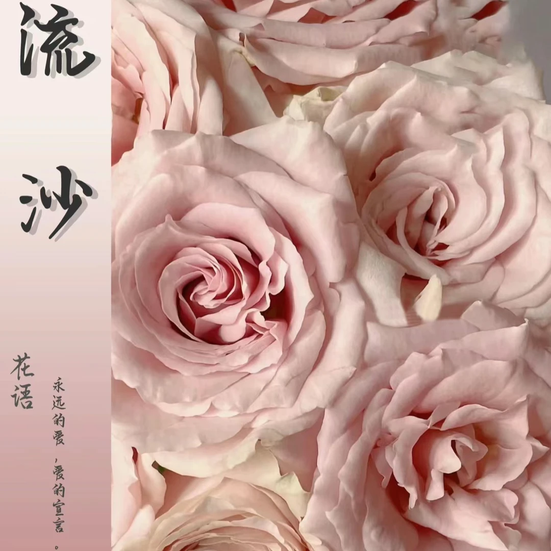 20支【流沙玫瑰】  珍珠色温柔的玫瑰花 鲜切花 云南基地发