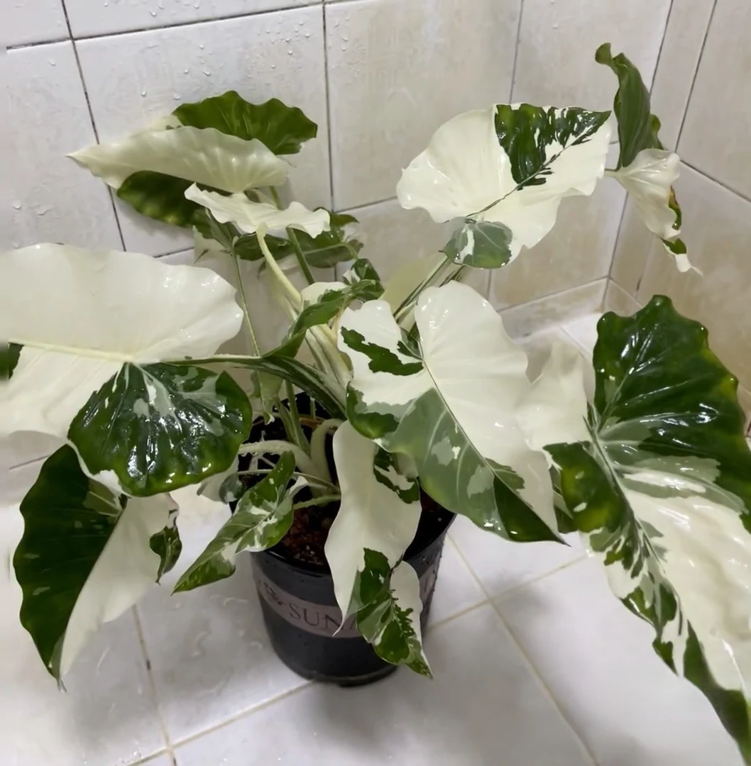 冲绳银热亚海芋锦 ins网红进口绿植盆栽室内外阳台植物观叶