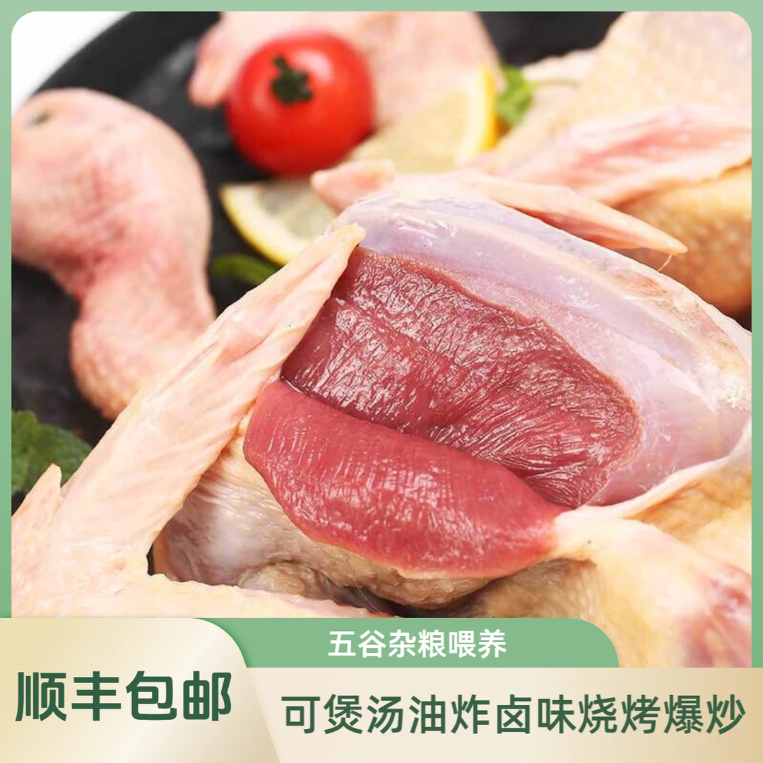 五谷杂粮喂养新鲜现杀乳鸽2/3/4/5/6只爆炒煲汤烧烤蒸炸
