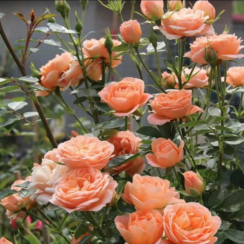 甜梦  爬藤月季花1.2-1.5米 庭院 阳台 四季开花