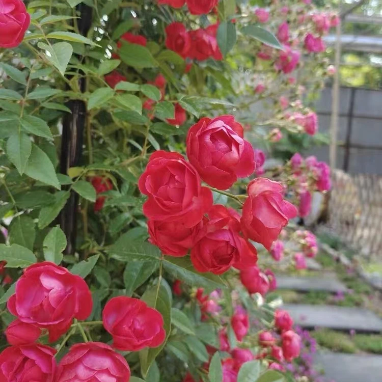 红色科斯特（木香） 爬藤月季花1.5米 庭院 阳台 四季开花