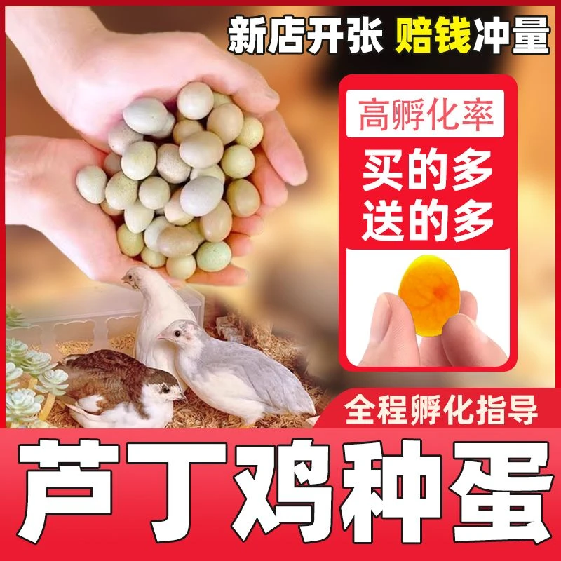 【华丽专享】芦丁鸡种蛋育雏饲料产蛋饲料