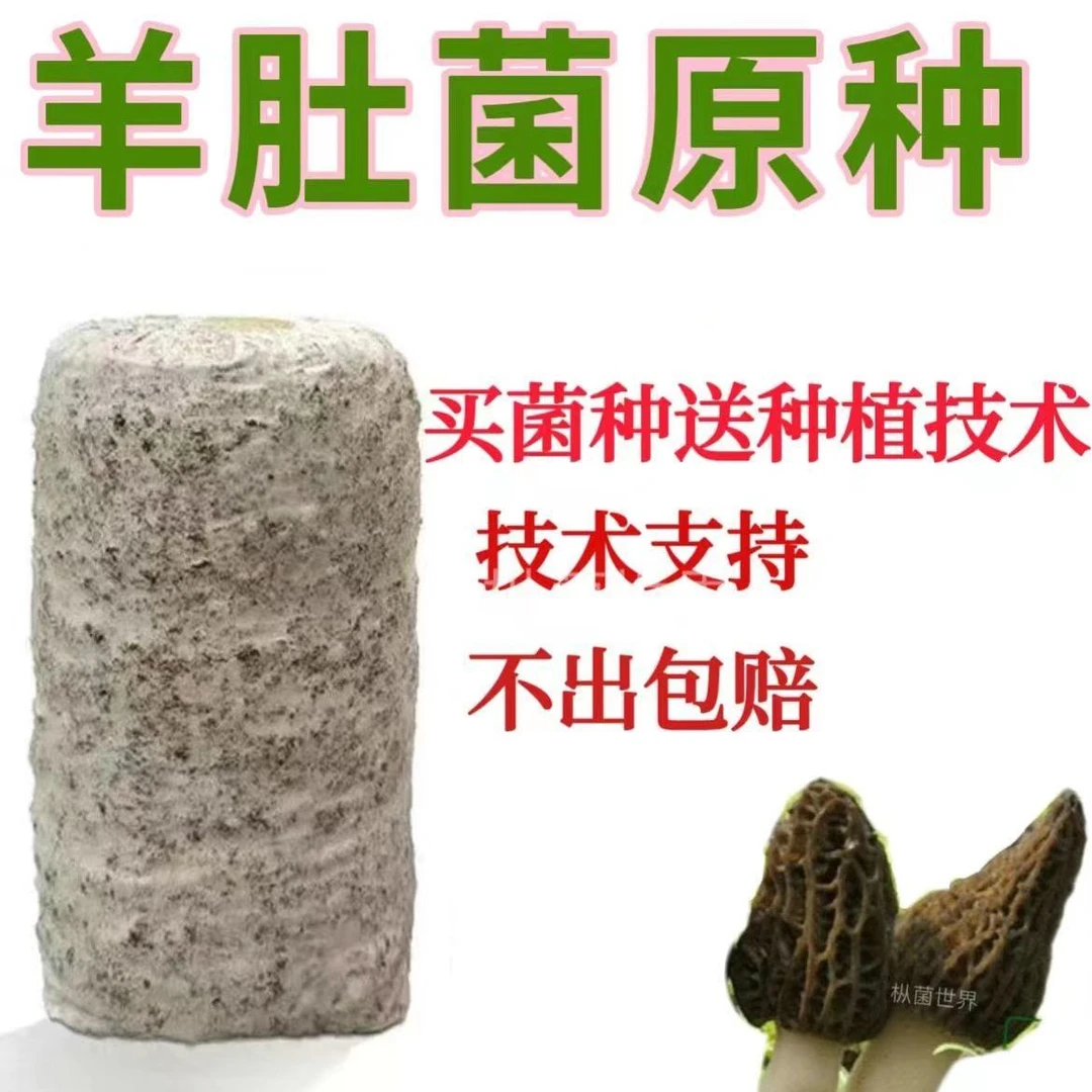 羊肚菌菌种不出包赔高产母种蘑菇菌种速产食用菌菌包阳台盆栽种植