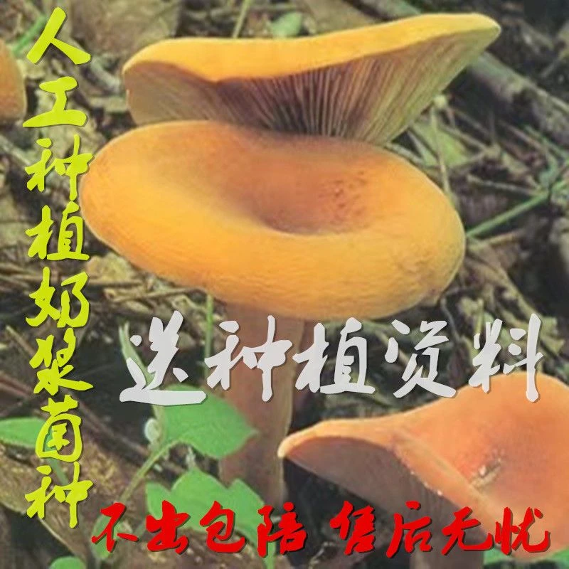 新品野生奶浆菌 牛奶菌 谷熟菌 松乳菌 红汁乳菌人工栽培菌种包