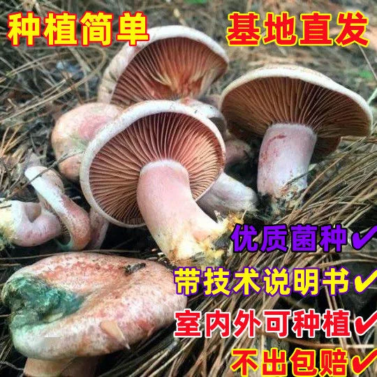 黄枞菌乌枞菌包优质母种高产家种菌种人工培植室内外阳台均可种植