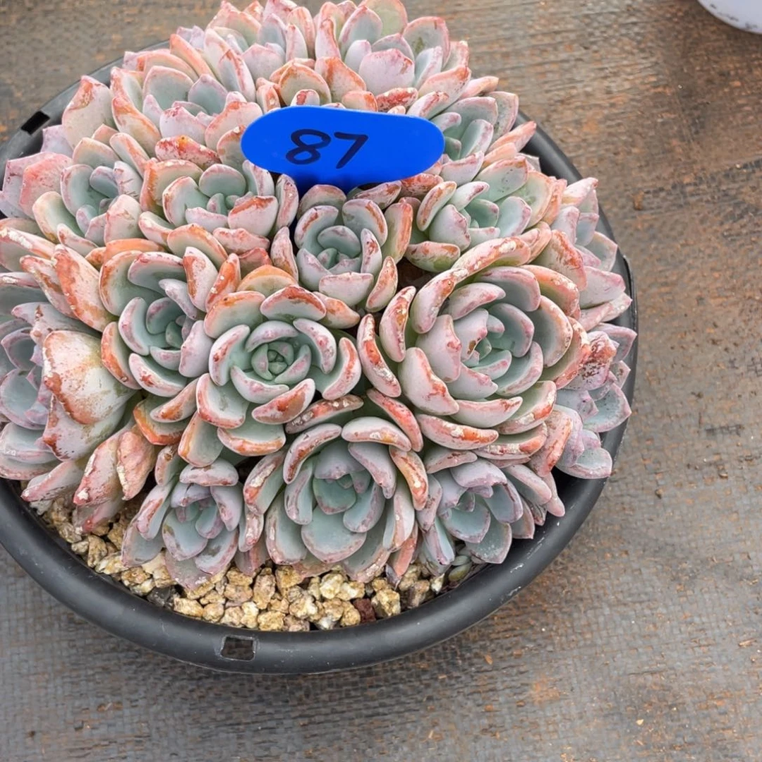 8*发货，姐姐说她真的不是