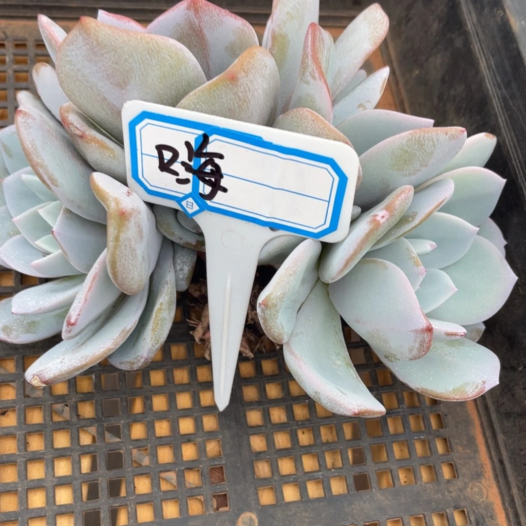 嗨*发货，揭秘单一不能有一