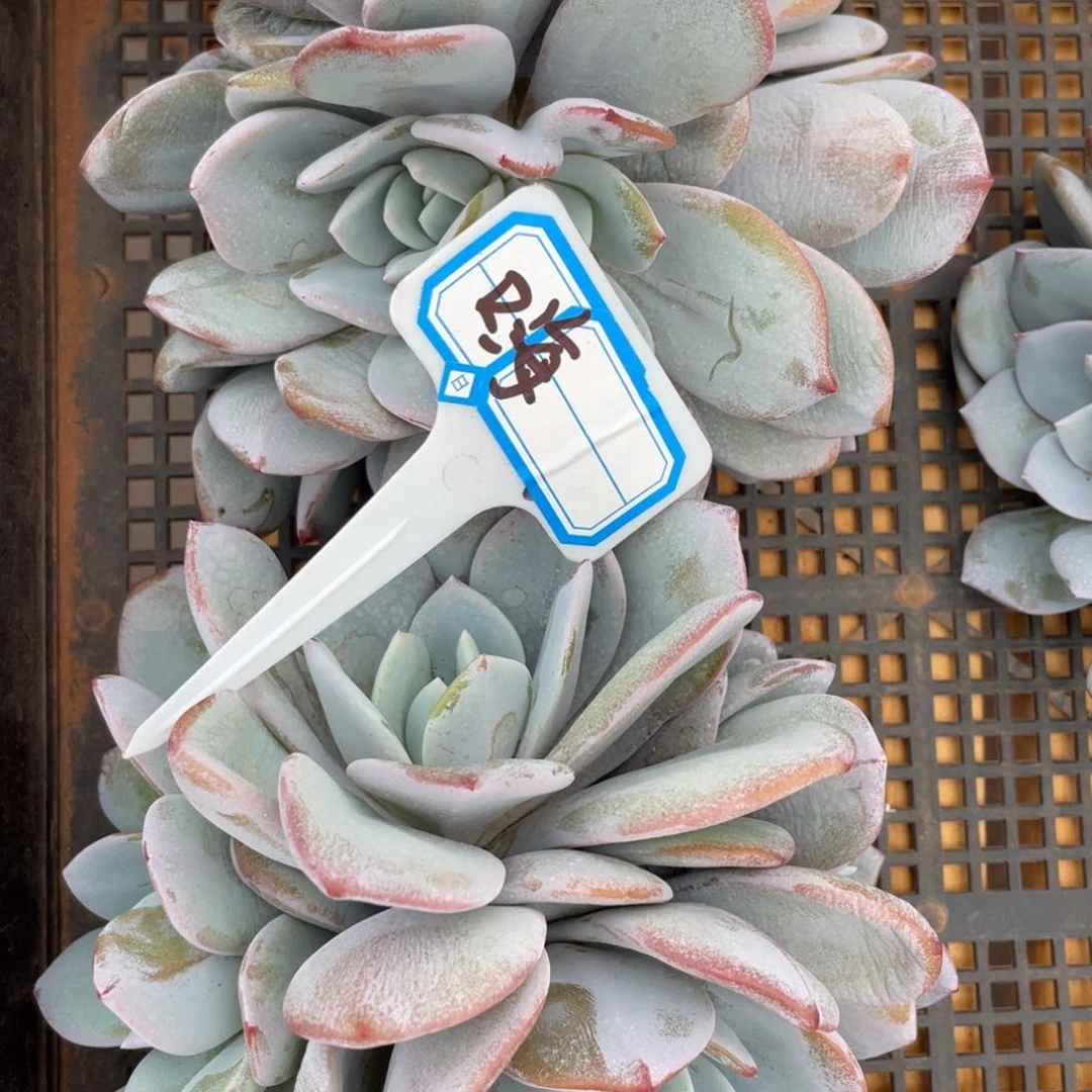 嗨*姐姐，揭秘单款小西装韩版休闲