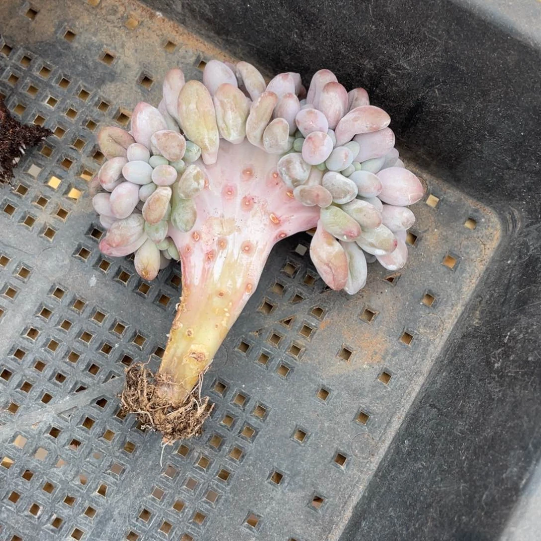 静**玉发货，姐你的脸怎么这么漂亮姐姐