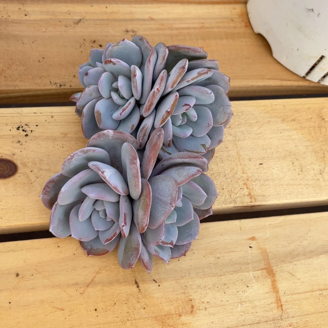 发货，姐姐说要不就是个