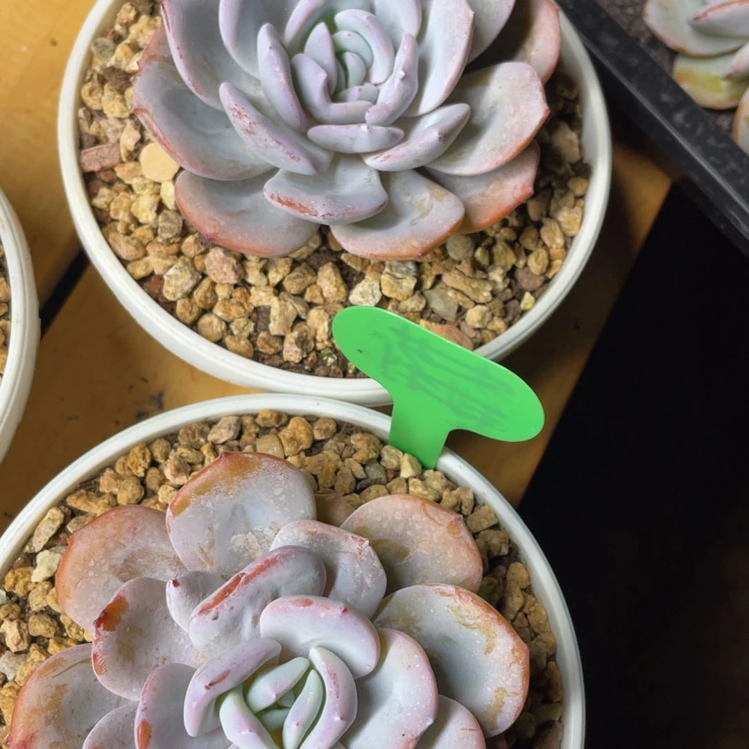 发货，姐姐说她真的喜欢