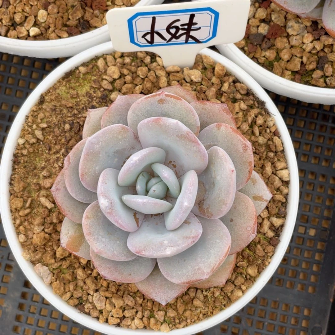 ?**?发货,姐你的手在抖