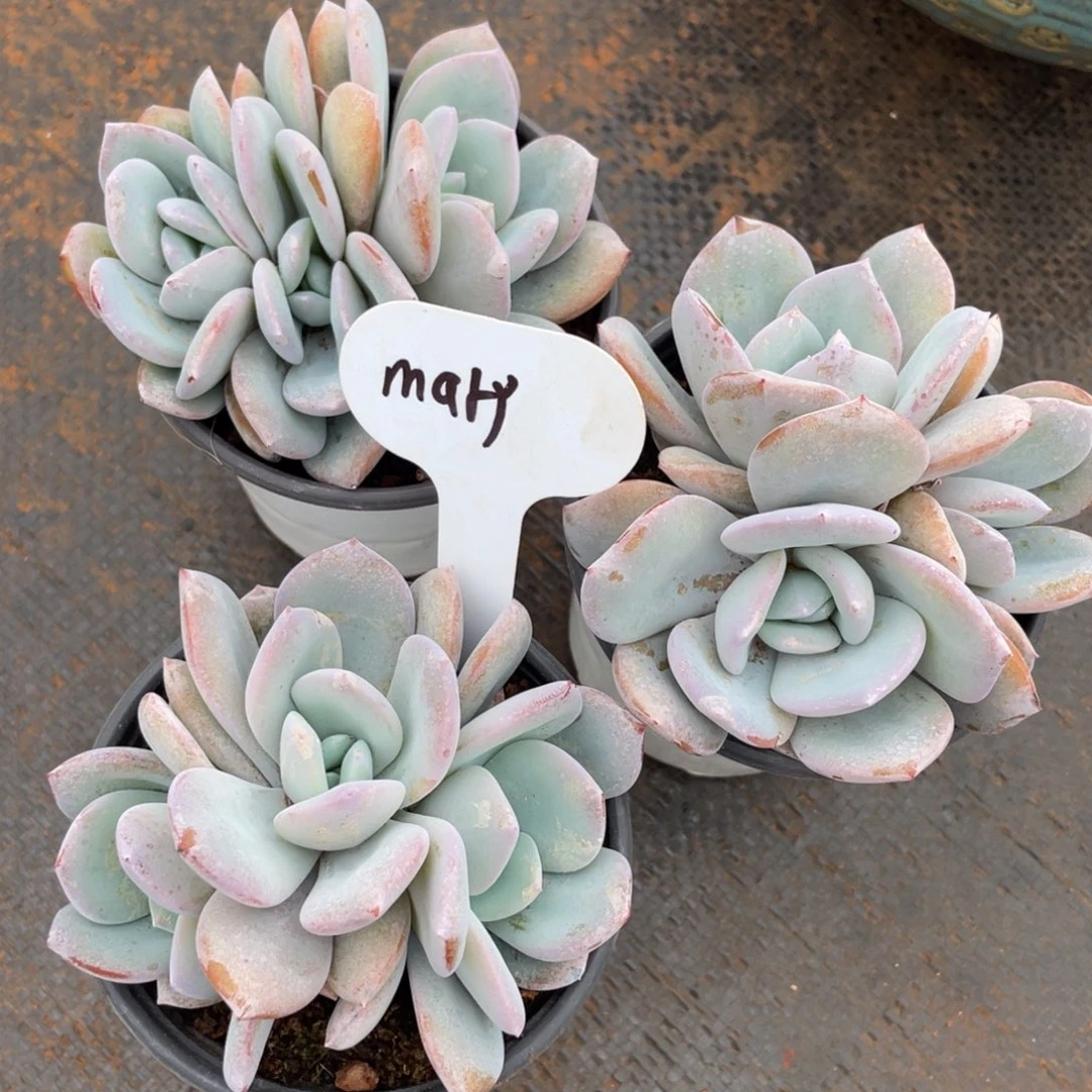 m***檬发货，姐姐说她真的不是一般