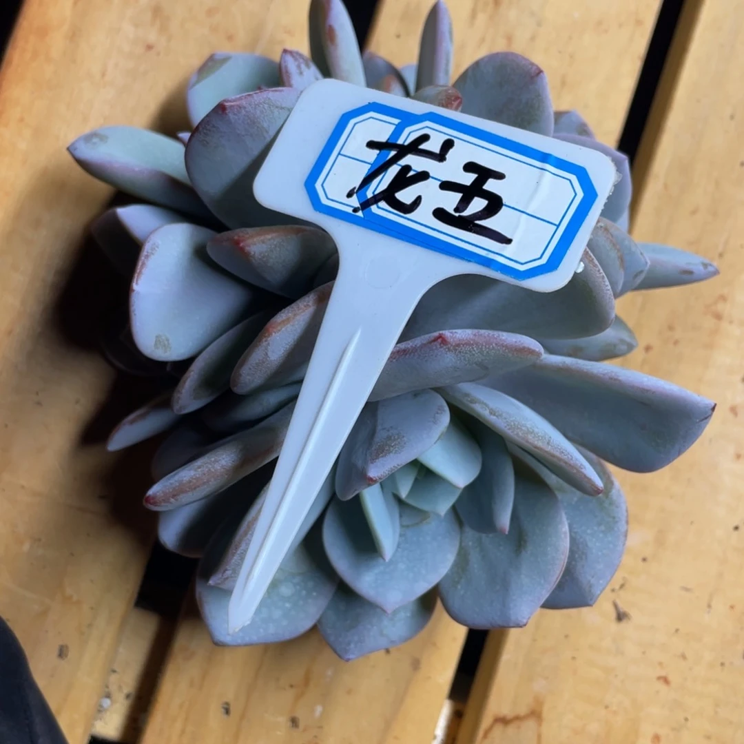 龙*姐姐真的要笑