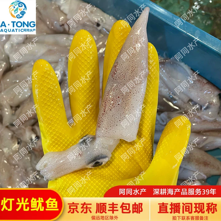【阿同海鲜】新鲜灯光鱿鱼鱿鱼筒 直播间现称