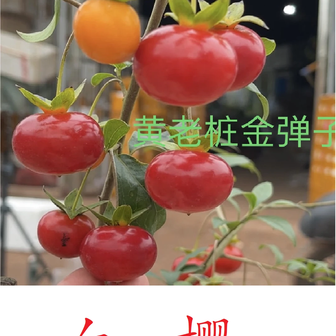 嫁接枝条之血樱  嫁接用   绿植