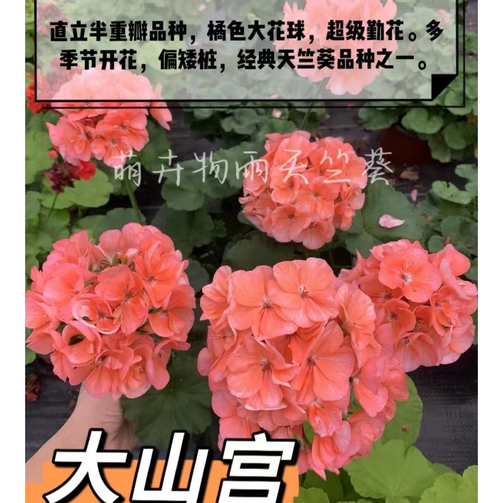 【大山宫】天竺葵直立天竺葵阳台花卉四季开花