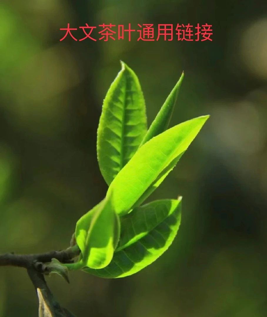 【大文茶叶】福利通用链接24923（36号)