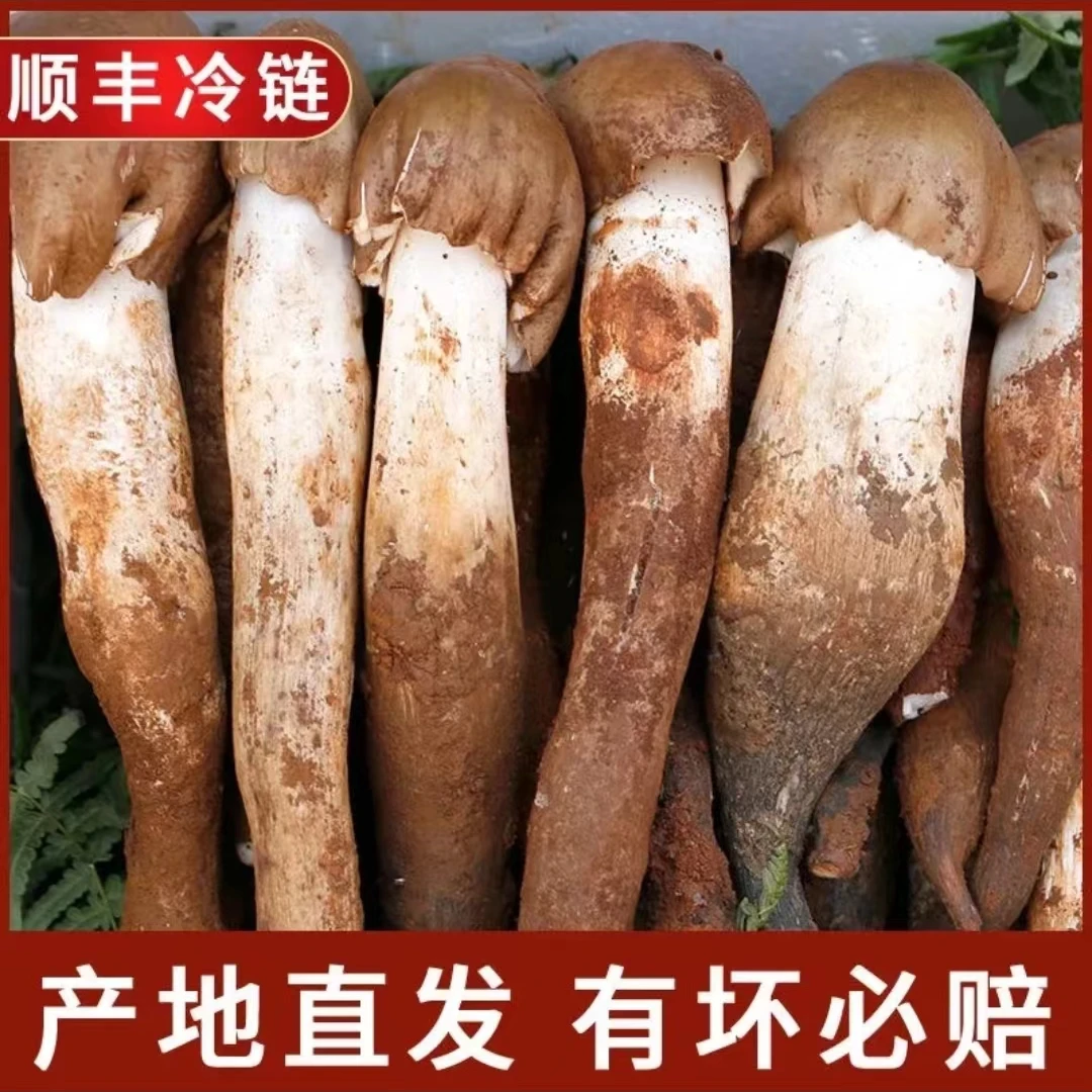 【鸡枞】鸡枞菌云南野生菌(包含顺丰空运打包费)