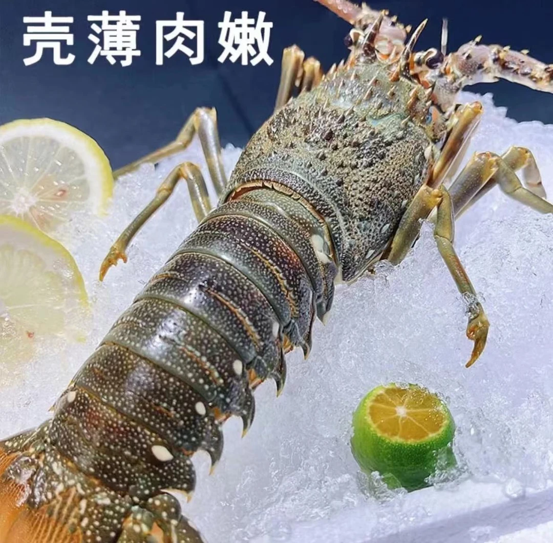 【连云港发货】 小青龙4-8两/只(包鲜不包活)
