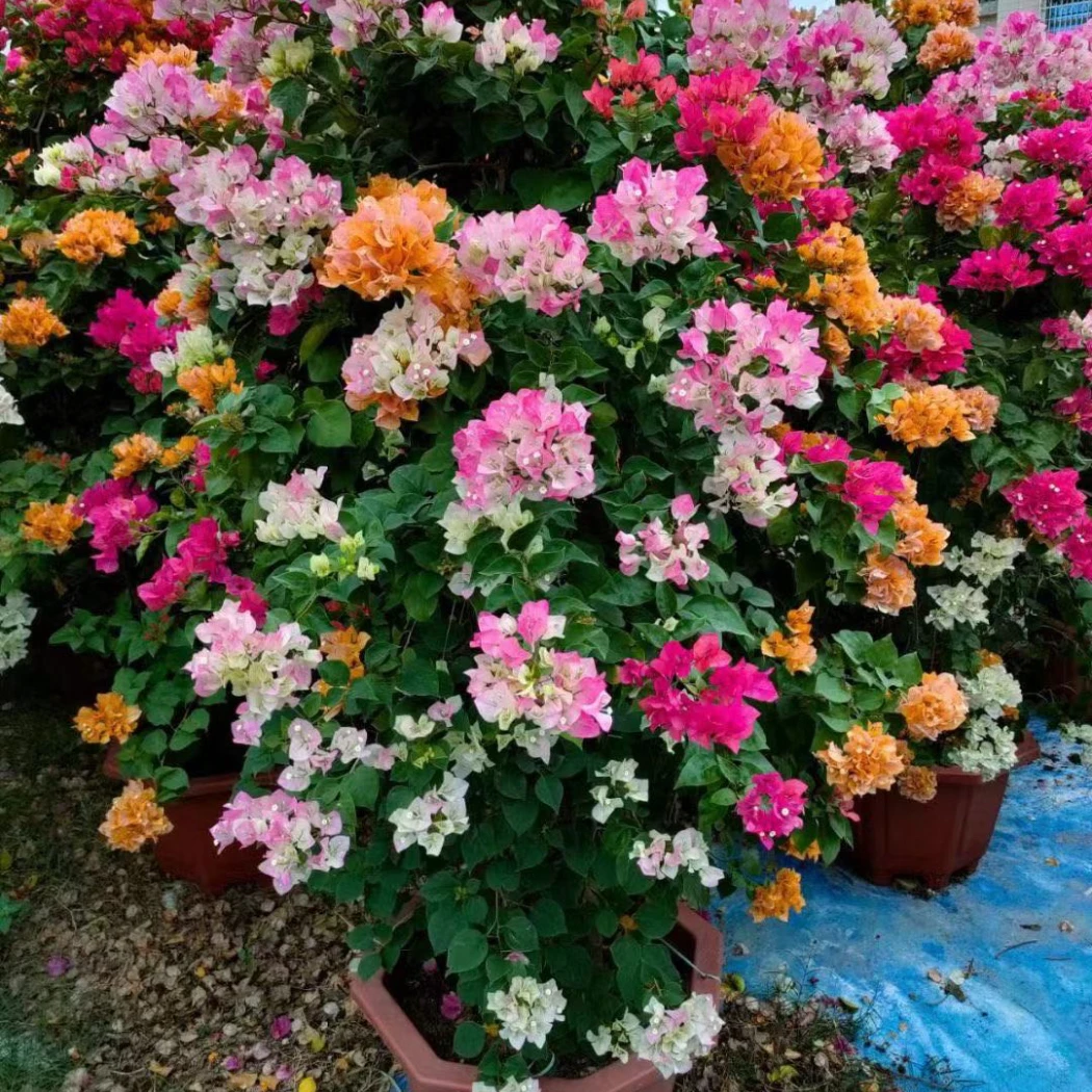 （邱）三角梅基地直销（运输途中叶子和花会掉光，介意勿拍）