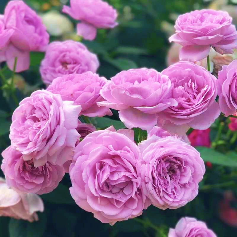 【蓝色风暴】月季花苗大花浓香四季开花阳台庭院盆栽蓝紫色