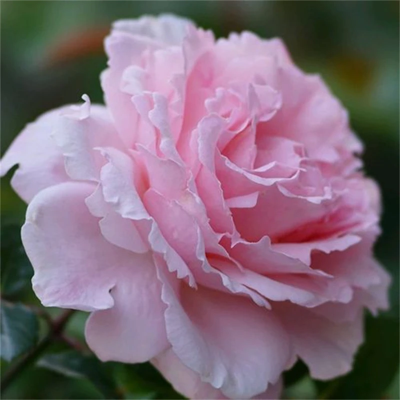 【索菲罗莎】淡粉色浓香大花四季开花月季长势好抗病强