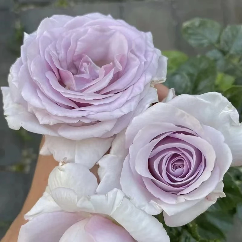 【天然香水】月季阳台盆栽庭院地栽耐寒耐热抗病勤花馥郁香气切花