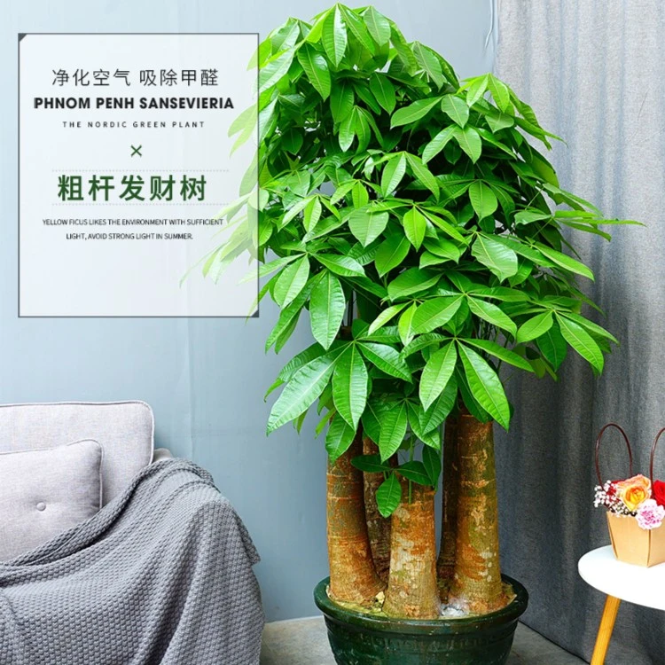 树先森  五谷丰登大五杆室内客厅办公室