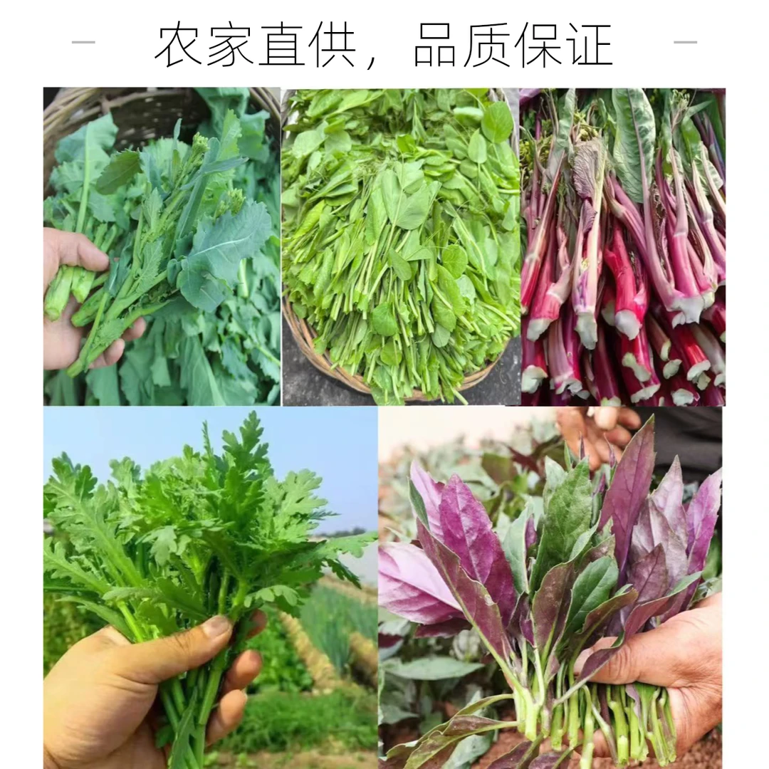 新鲜农家蔬菜包邮健康美味多种蔬菜搭配