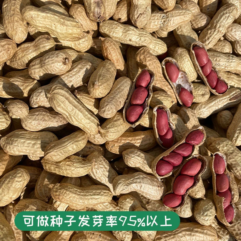 2023新货红皮花生四粒红带壳红衣小花生晒干农家自种营养生花生