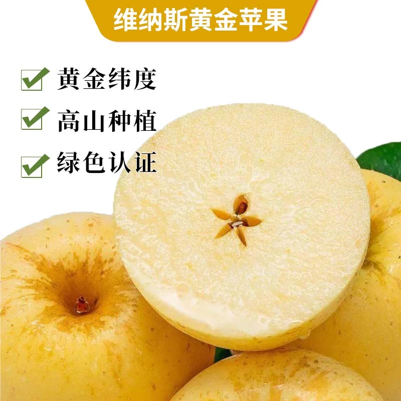 晋黎新鲜现摘黄金维纳斯苹果纯甜无酸超脆超甜产地直发