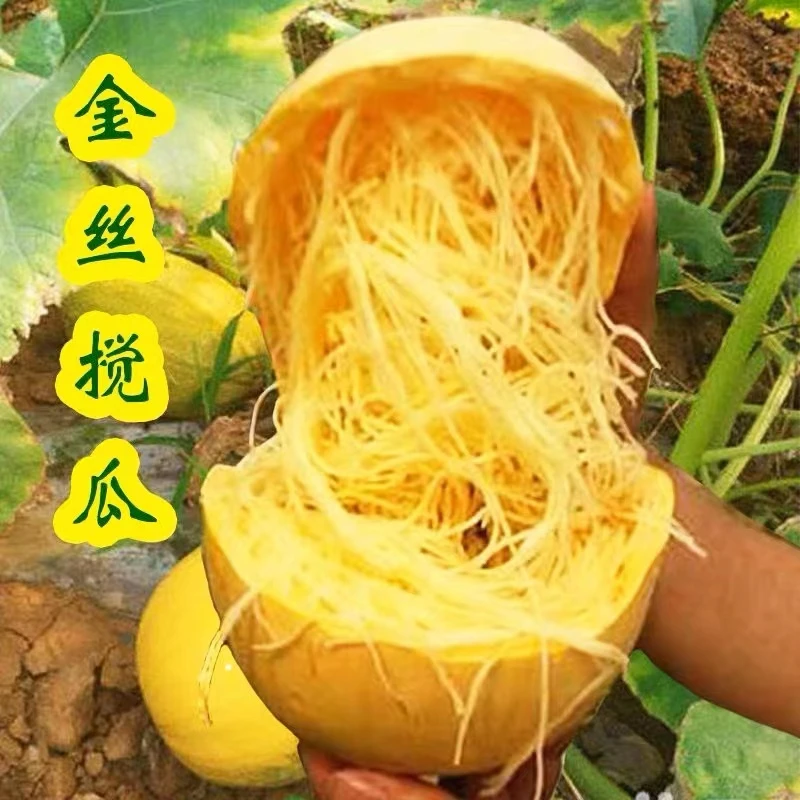拍二送一天然粉丝瓜种子金丝绞瓜黄金瓜南瓜籽四季家庭种植蔬菜孑