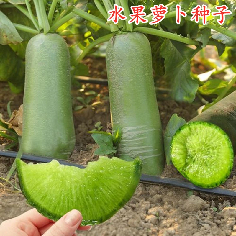 拍二送一潍县青翠玉水果萝卜脆嫩好吃萝卜种子家庭种植蔬菜种子