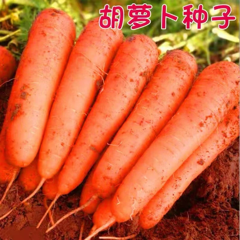 籽种拍二送一胡萝卜种子大全黄胡萝卜种子紫色胡萝卜种子蔬菜种子