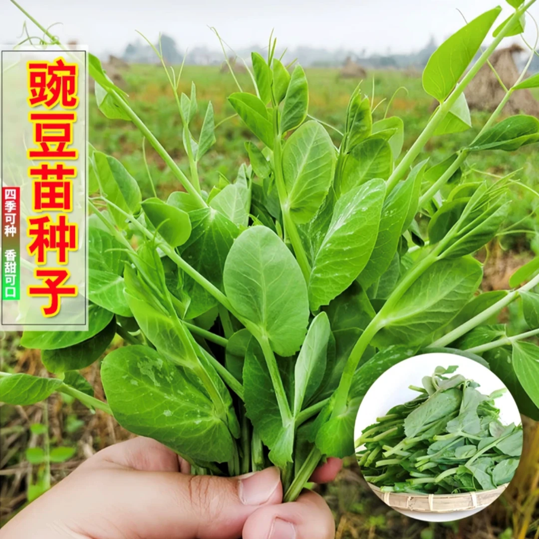 籽种拍二送一豌豆苗种籽豌豆种籽芽苗菜种子四季蔬菜孑龙须豌豆苗