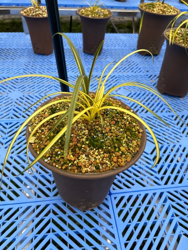 蕙兰精品艺草盆景