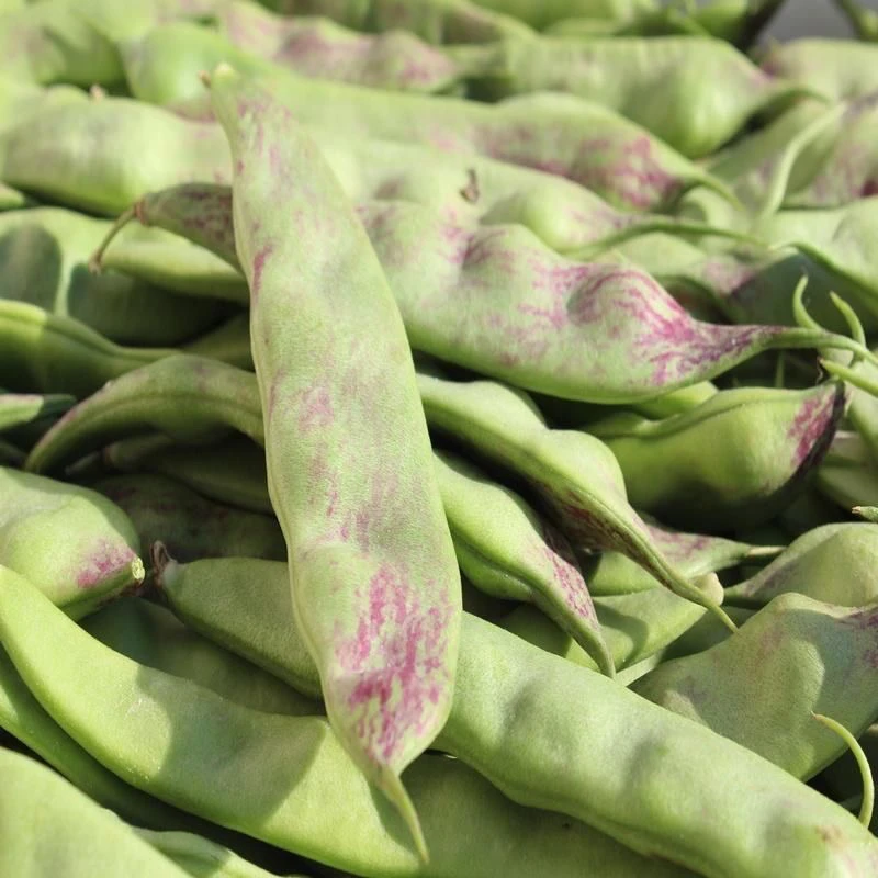 【坏了包赔】正宗东北一点红面豆芸豆油豆角农家自种