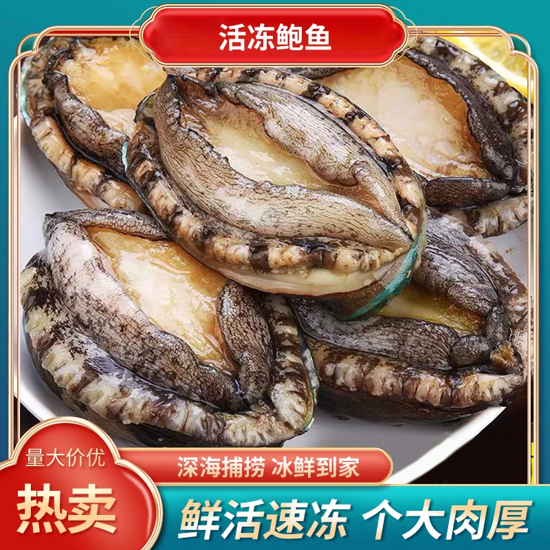 【小明正能量专属】活冻鲍鱼  个大饱满 肉厚鲜嫩 10头 500±30克