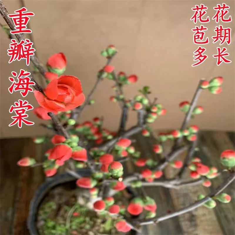 粉丝福利灵之舞年宵花盆景花卉绿植四季海棠春节开花回家