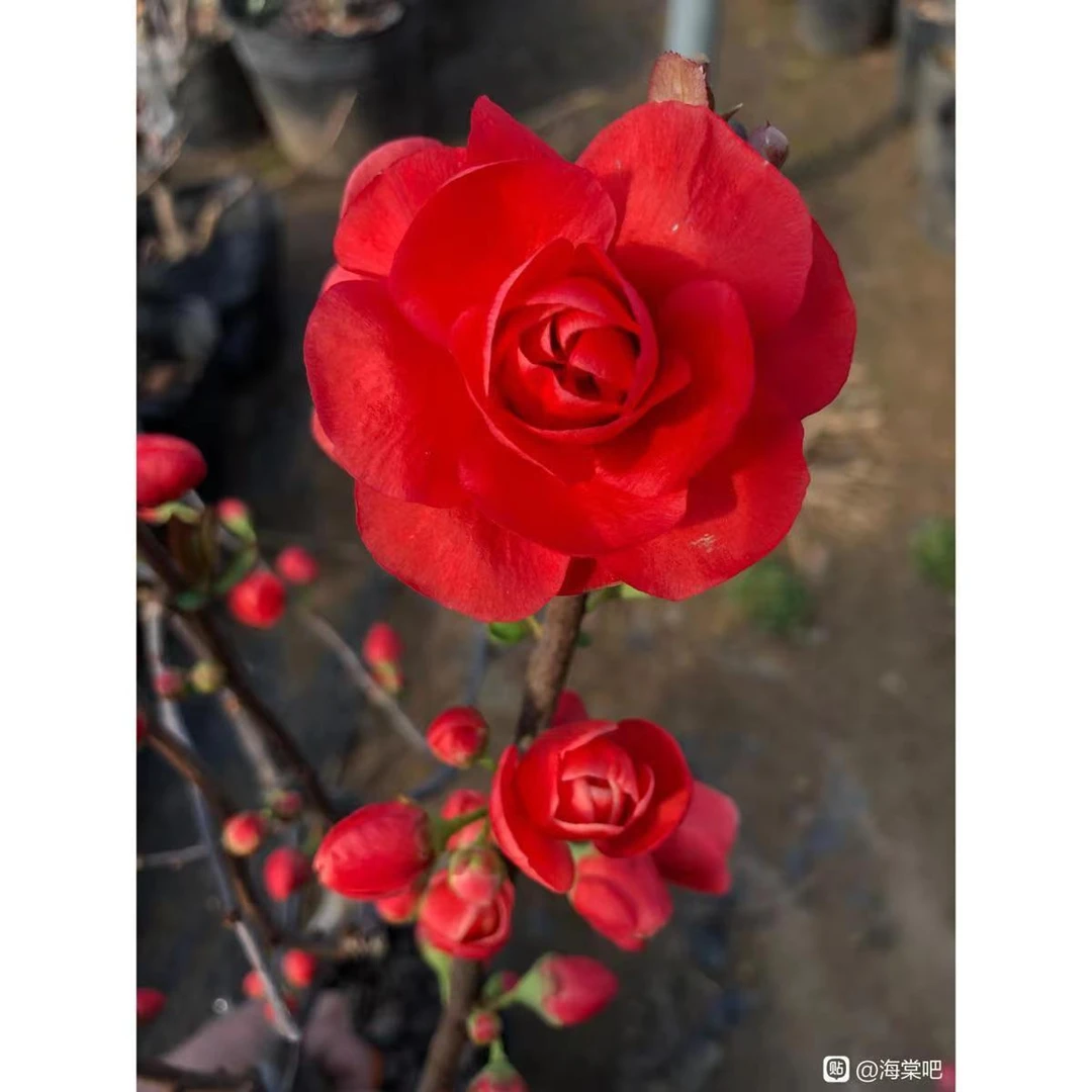 海棠花盆花卉绿植四季海棠梦绘卷